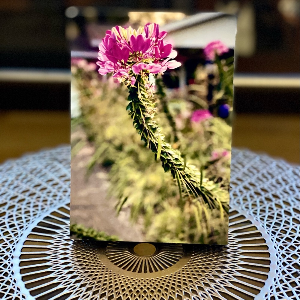 Wildflower